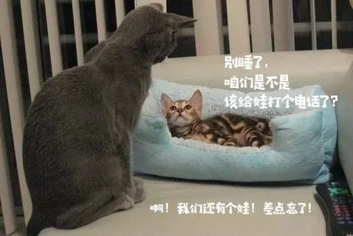 【夏令营】老母亲把孩子送去网易卡搭编程夏令营之后...