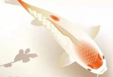 7大新年好礼，你是幸运的“卡搭锦鲤”吗？| 抽奖-[宝程录]幼儿编程入门